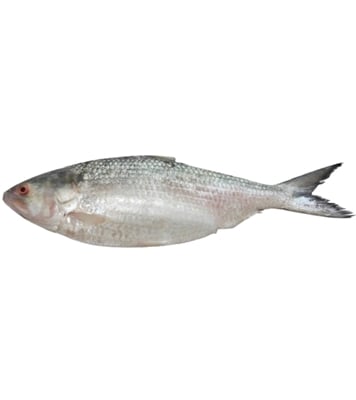 Buy hilsha-fish--1200gm-plus-70081 Online