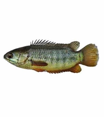 Buy Koi Fish 1Kg Online