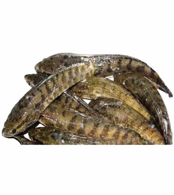 Buy Taki Fish 1kg Online