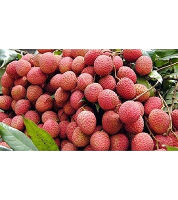 Buy Garden Fresh Lychee (Bombay) Online at Best Price