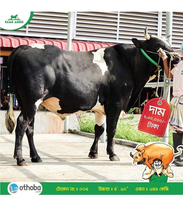 Buy Australian Ox (ষাঁড়) Online