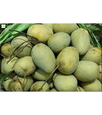 Picture of Garden Fresh Shurma Fazli Mango