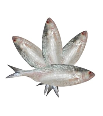 Buy Hilsha Fish (F) 500gm plus 4 Pcs Combo Online