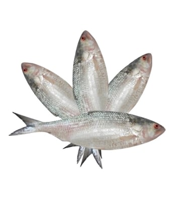 Buy Hilsha Fish (F) 900gm plus 4 Pcs Combo Online