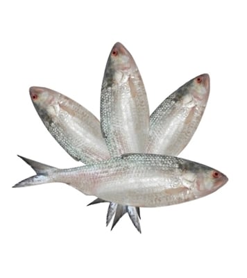 Buy Hilsha Fish (F) 1 kg  Plus 4 Pcs Combo Online