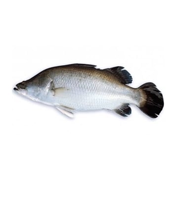 Buy Koral Fish 2 kg+ Online