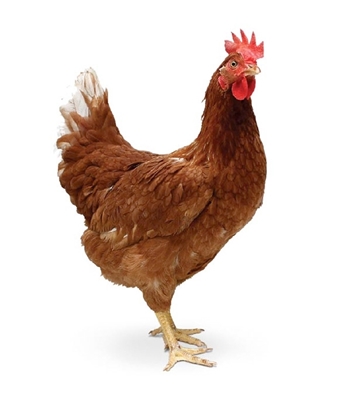 Picture of Live Chicken Sonalika 1kg (Test SKU) For PRC Customers Orders