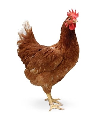 Picture of Live Chicken Sonalika 1kg