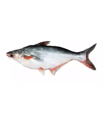 Picture of Pangash Fish (পাঙ্গাশ মাছ) 2-3 kg Per Pc Before Cutting