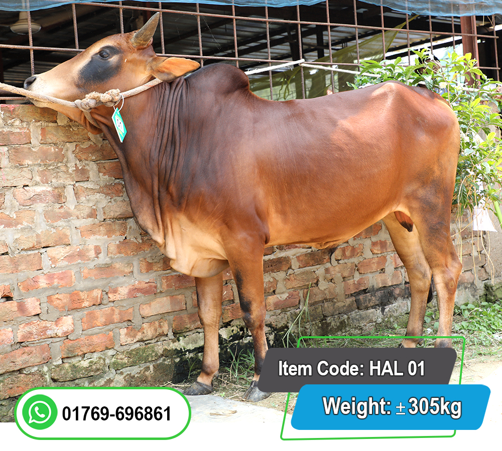 Picture of Local Bull (দেশি ষাঁড়) 305KG 