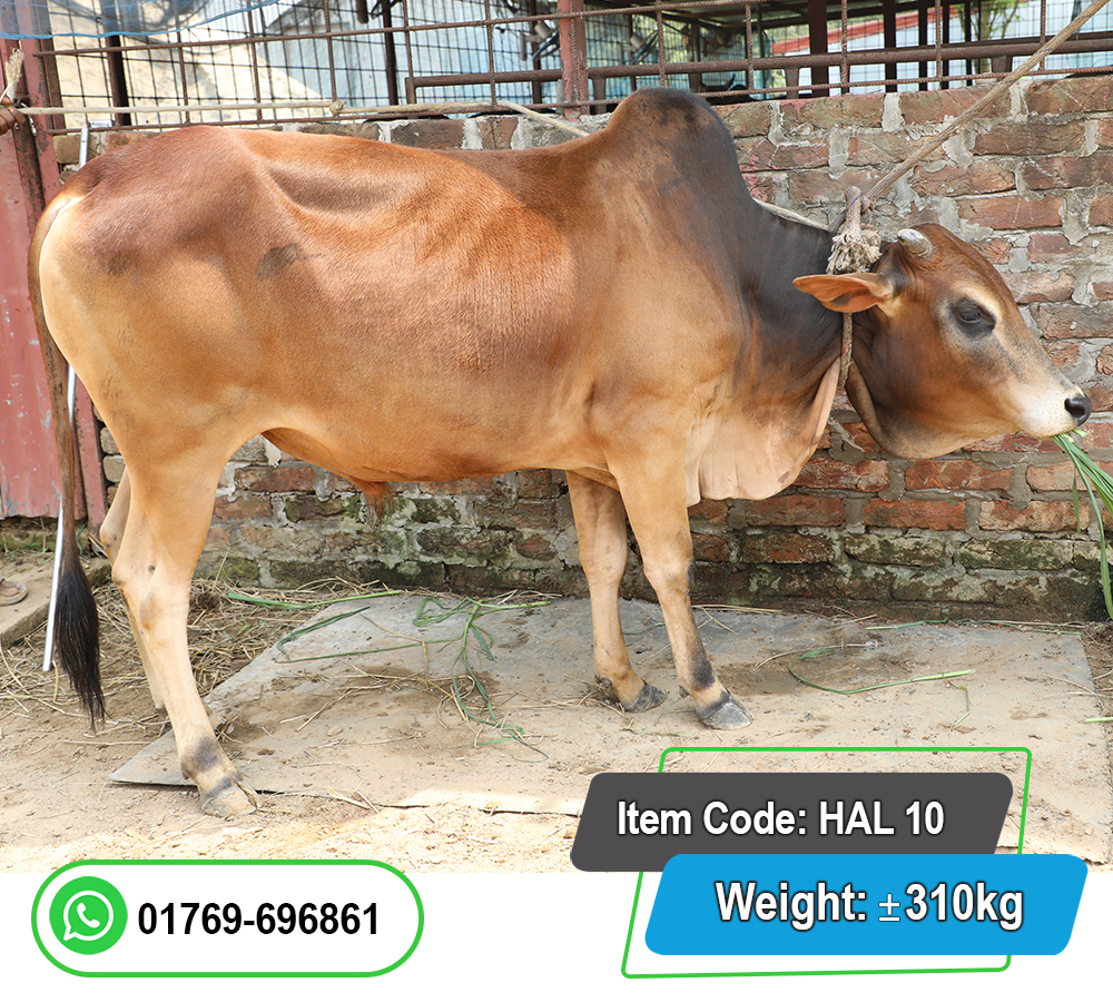 Picture of Local Bull (দেশি ষাঁড়) 310KG