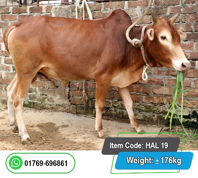 Picture of Local Bull (দেশি ষাঁড়) 176KG