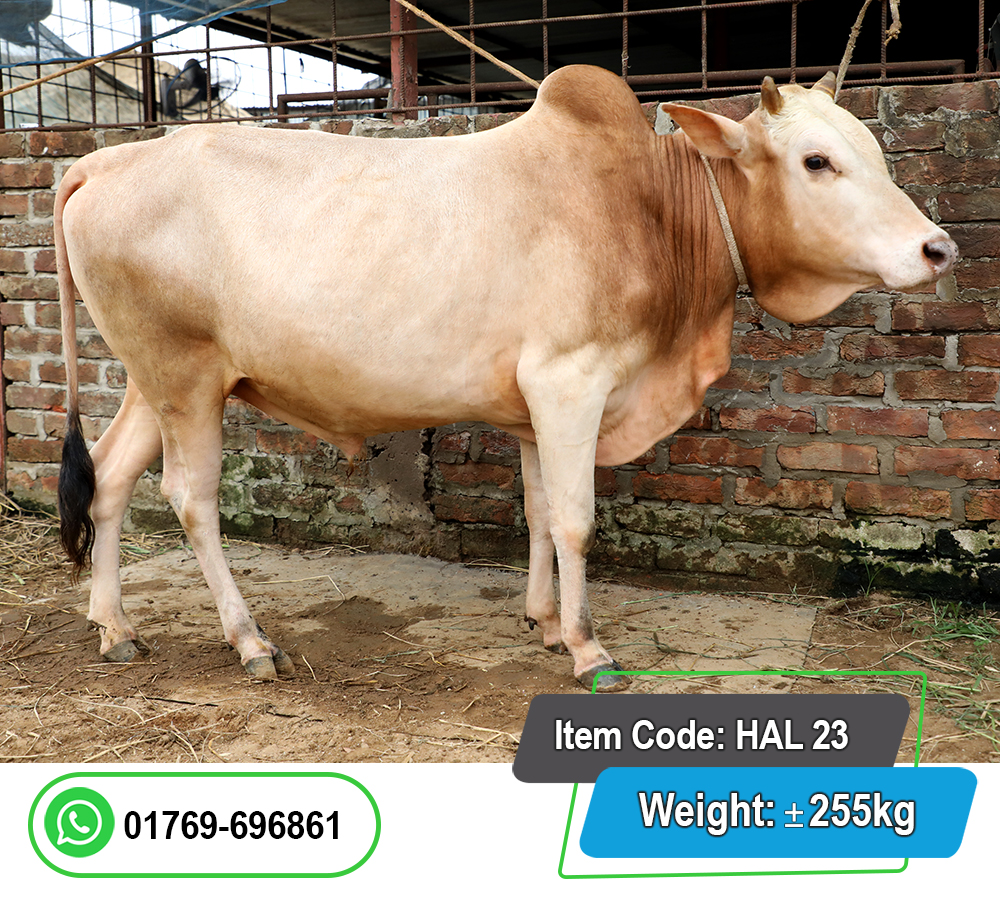 Picture of Local Bull (দেশি ষাঁড়) 255KG