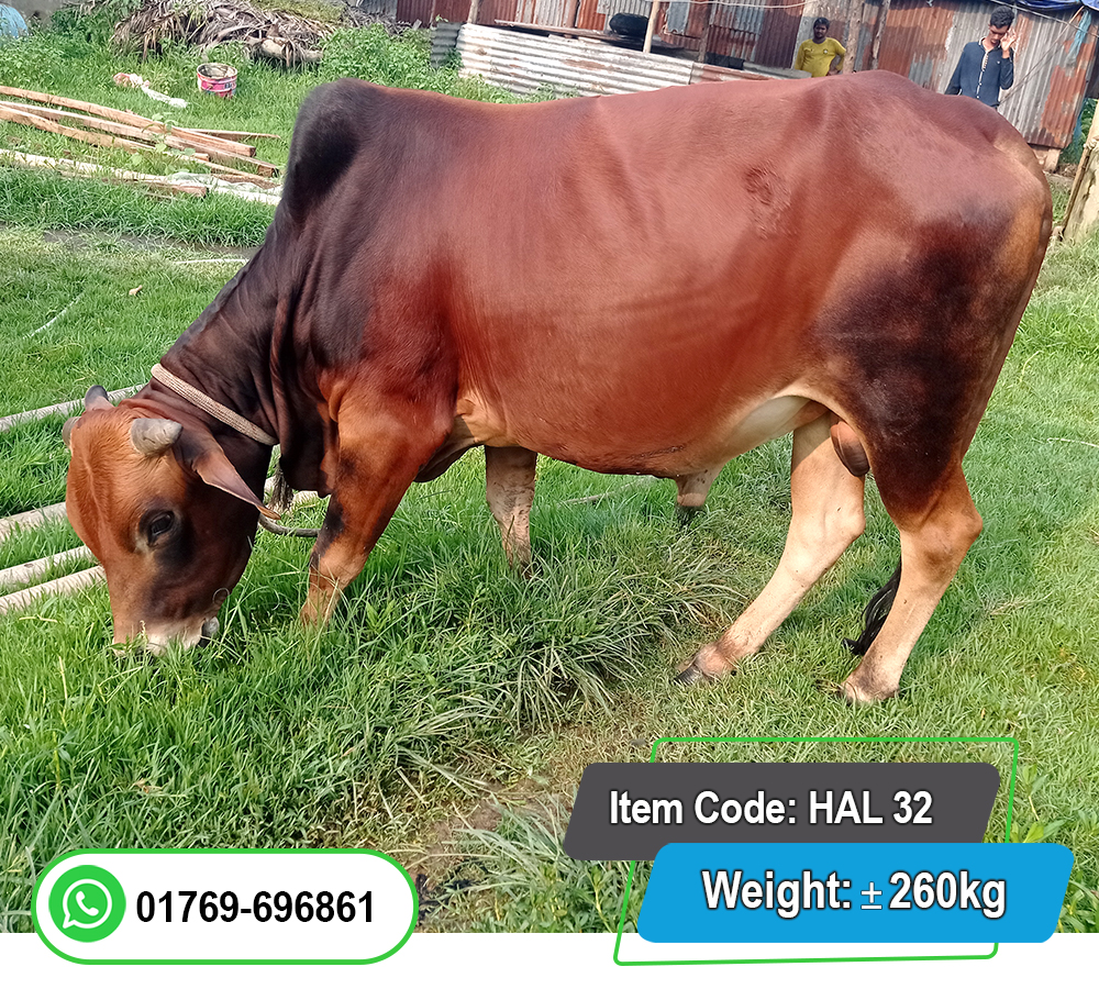 Picture of Local Bull (দেশি ষাঁড়) 260KG