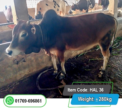 Picture of Local Bull (দেশি ষাঁড়) 280KG