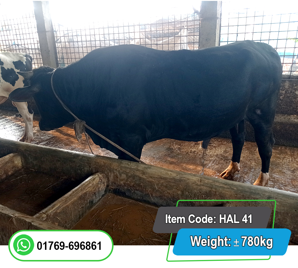 Picture of Friesian Bull (হলিস্টাইন ফ্রিজিয়ান ষাঁড়) 780KG