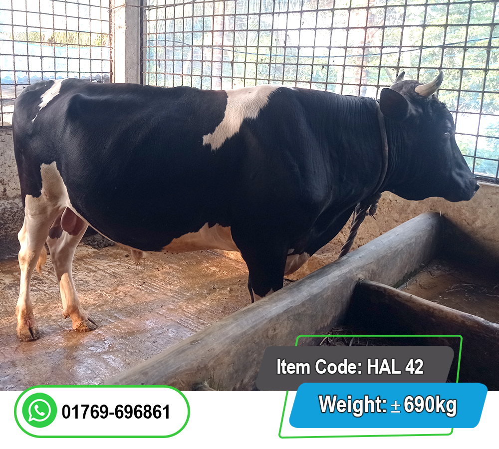 Picture of Friesian Bull (হলিস্টাইন ফ্রিজিয়ান ষাঁড়) 690KG