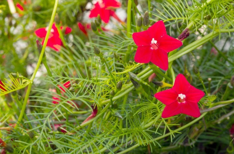 Picture of Kunjo Flower Seed (কুঞ্জফুল বিজ ) - 10 pcs Seed - 3 Color Mix