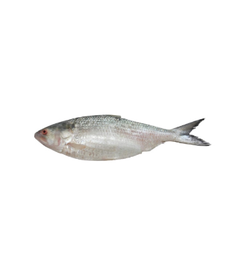 Buy hilsha-fish-ইলশ-1kg-pack  Online at Best Price