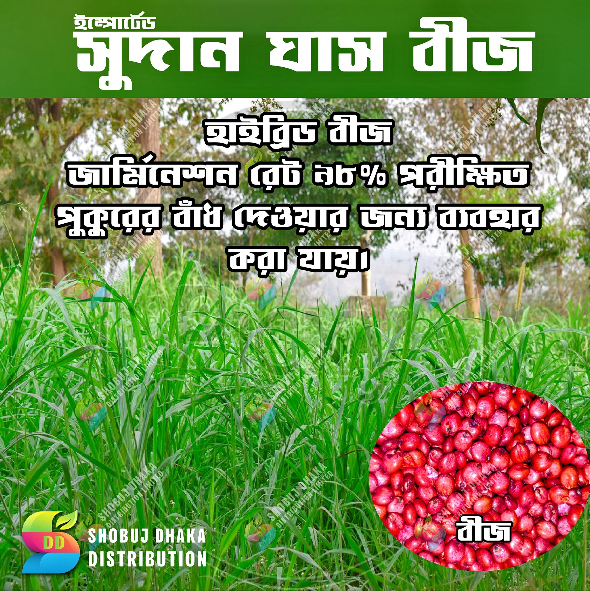Picture of Sweet Sudan's Hybrid Grass Seeds (10g): Cultivate Lush Greenery with Ease - Your Unique Choice for Creating a Vibrant and Healthy Garden
