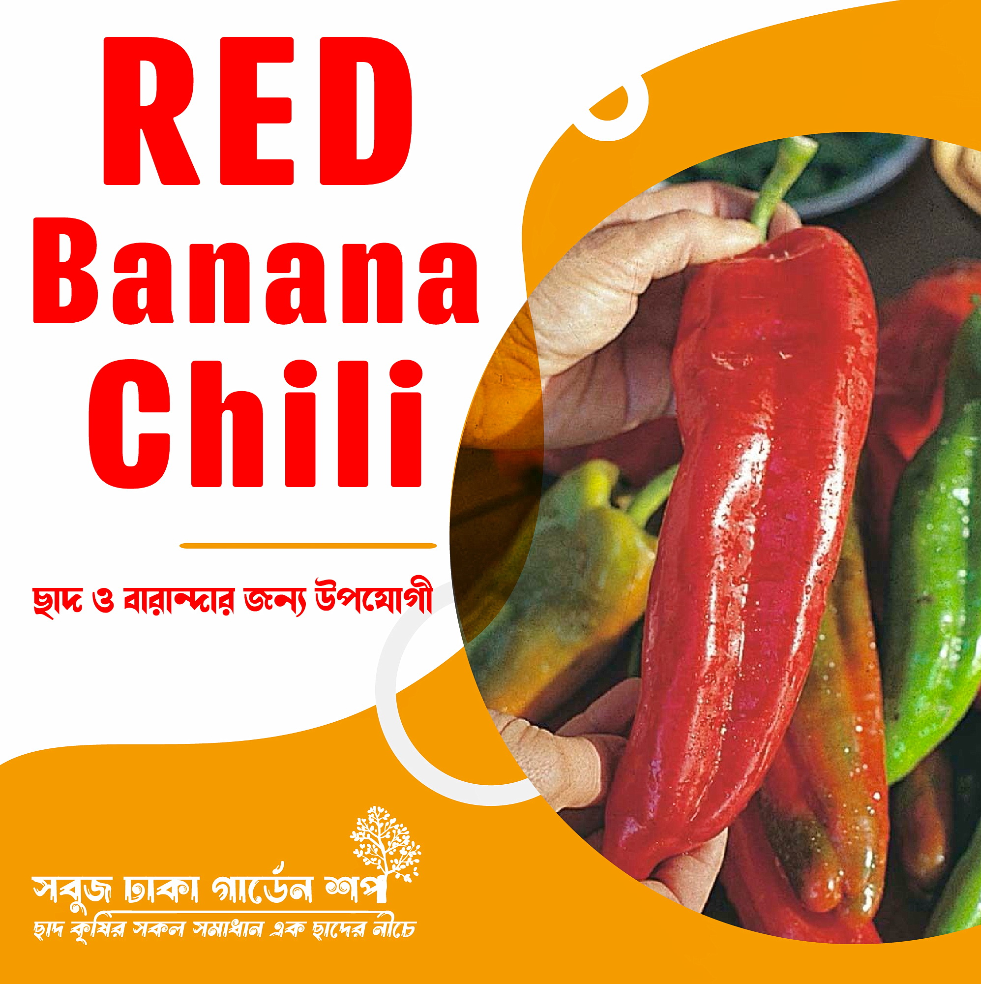 Picture of Giant RED BANANA Chili Seeds 5pcs (Re-Pack)
