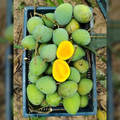 Picture of Garden Fresh Harivanga Mango 1Kg