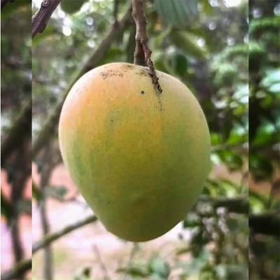 Picture of Garden Fresh Harivanga Mango 1Kg