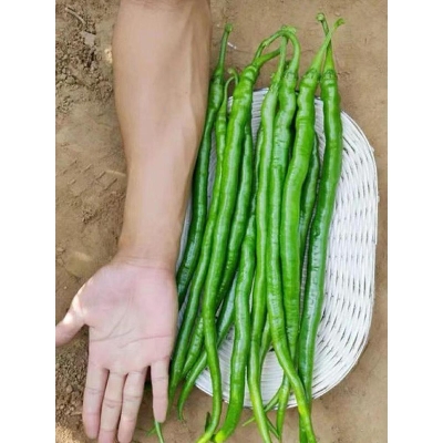Picture of Long china Chilli 10 seeds