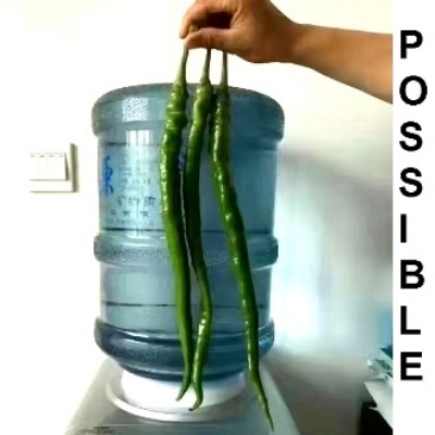 Picture of Long china Chilli 10 seeds