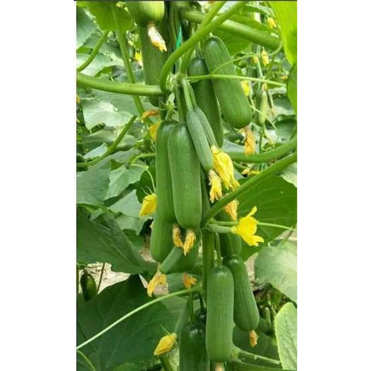Picture of Multy Fruit Cucumber 10 seeds(100% Germinate)
