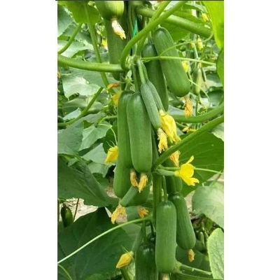 Picture of Multy Fruit Cucumber 10 seeds(100% Germinate)