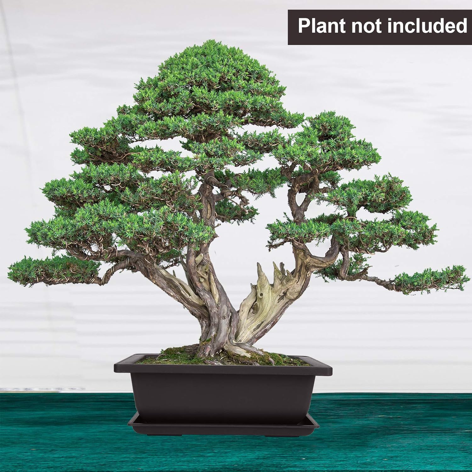 Picture of Bonsai flower pot 9 Inchi with Tray