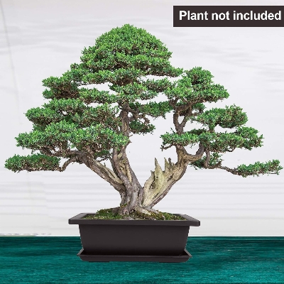 Picture of Bonsai flower pot 9 Inchi with Tray