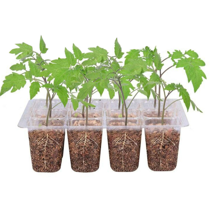 Picture of Transparent plastic plant propagate seed tray 12 cells - Vintage Choice - Exclusive Experience