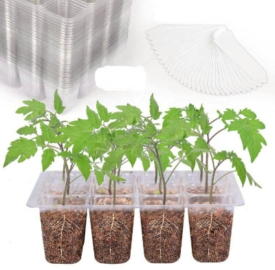 Picture of Transparent plastic plant propagate seed tray 12 cells - Vintage Choice - Exclusive Experience
