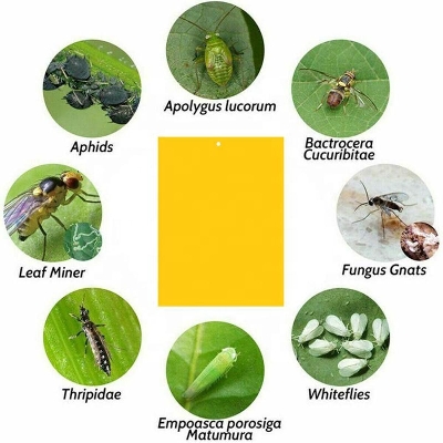 Picture of Fruit Fly Traps Bugs Yellow Sticky Board Pest Control Insect Killer Two-sided Glue Paper Trap For Kill Pest