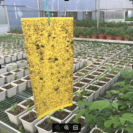Picture of Fruit Fly Traps Bugs Yellow Sticky Board Pest Control Insect Killer Two-sided Glue Paper Trap For Kill Pest