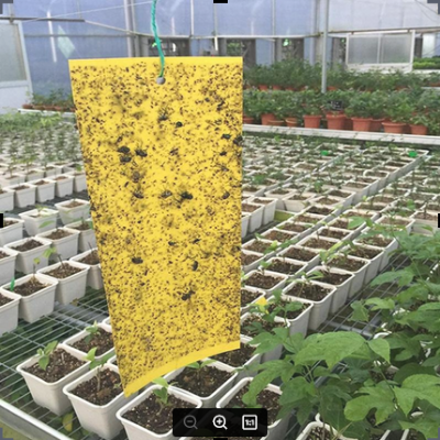 Picture of Fruit Fly Traps Bugs Yellow Sticky Board Pest Control Insect Killer Two-sided Glue Paper Trap For Kill Pest