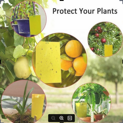 Picture of Fruit Fly Traps Bugs Yellow Sticky Board Pest Control Insect Killer Two-sided Glue Paper Trap For Kill Pest