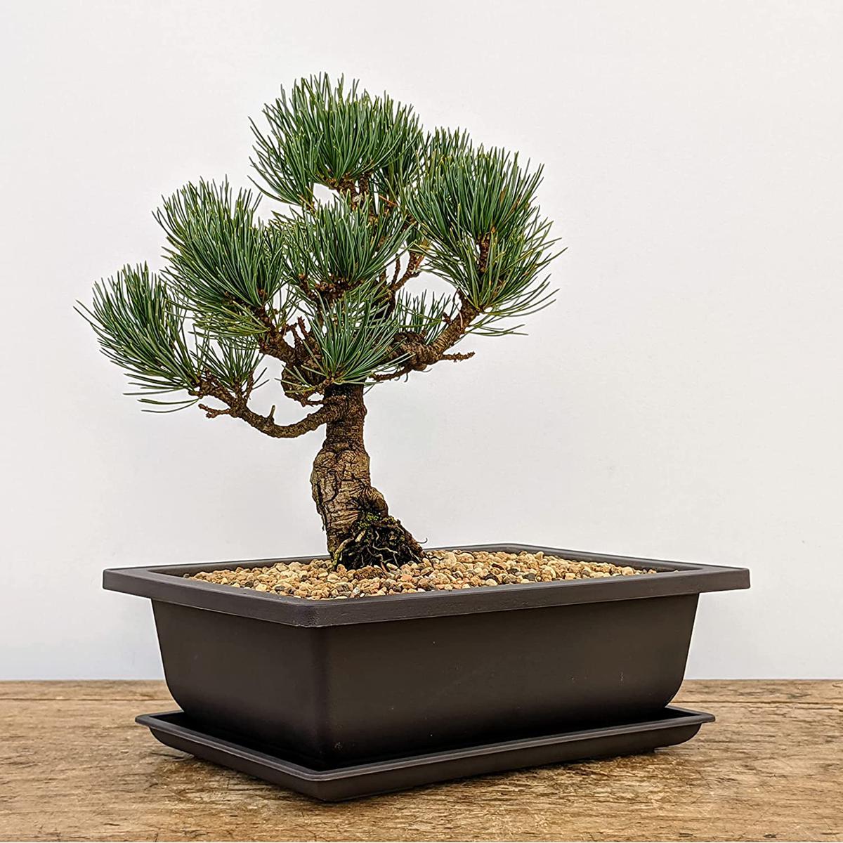 Picture of Bonsai Tree Pot 6 Inch Bonsai Pots with Trays - 3 Pack
