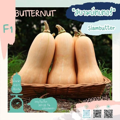 Picture of Butternut Squash 10 seeds