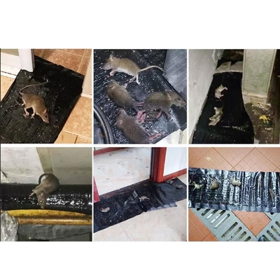 Picture of Large Mouse Gel Glue Board Mousetrap Rat Sticky Mat Mouse Pad Sticky Mice Mouse Traps Glue Traps for Mice