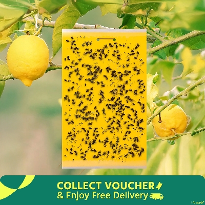 Picture of Big size Fruit Fly Trap, Yellow Sticky 10*16 Inchi 1pcs