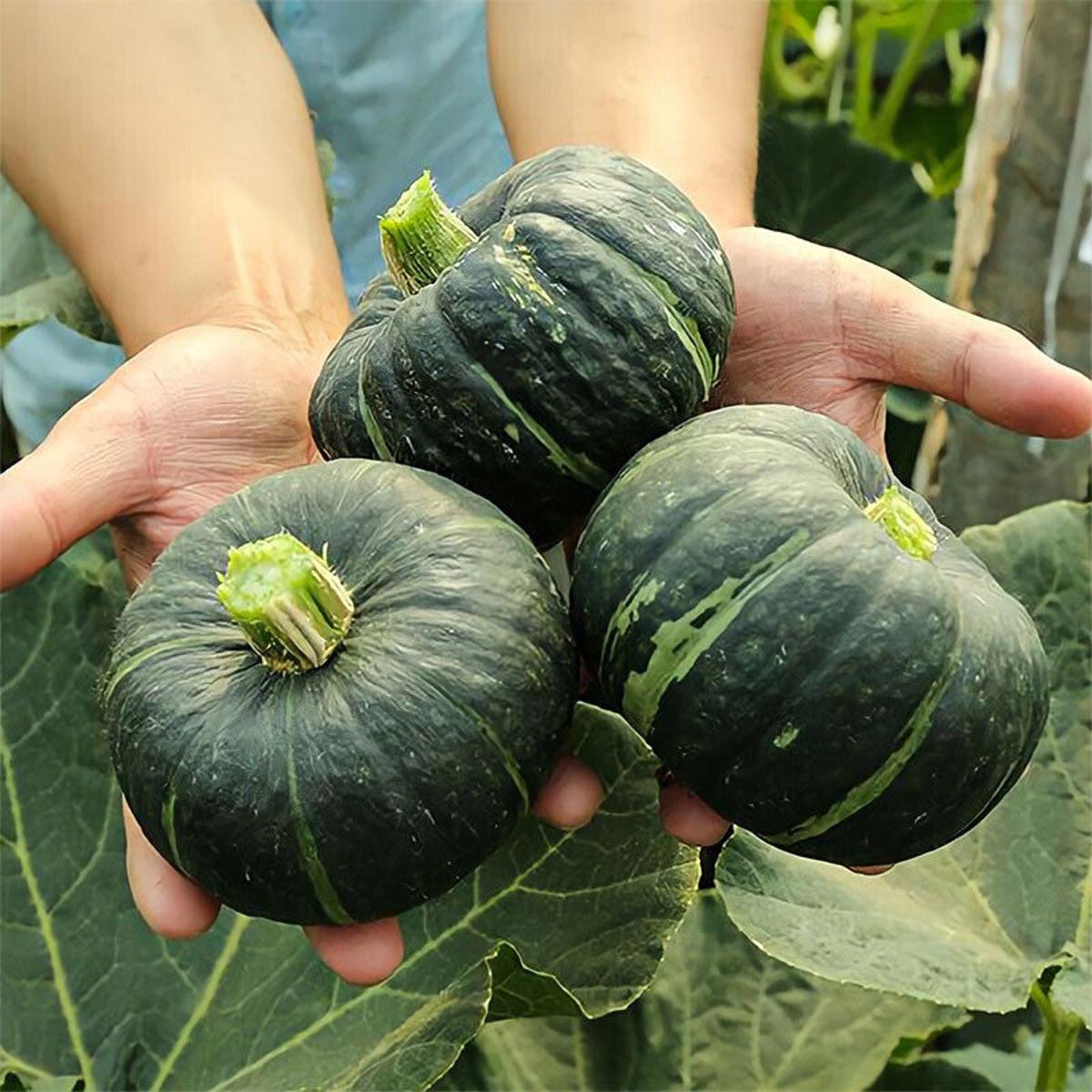 Picture of Japanese Pumpkin Seeds For Mini Chestnut Pumpkin 10 seeds
