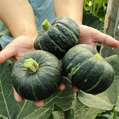 Picture of Japanese Pumpkin Seeds For Mini Chestnut Pumpkin 10 seeds