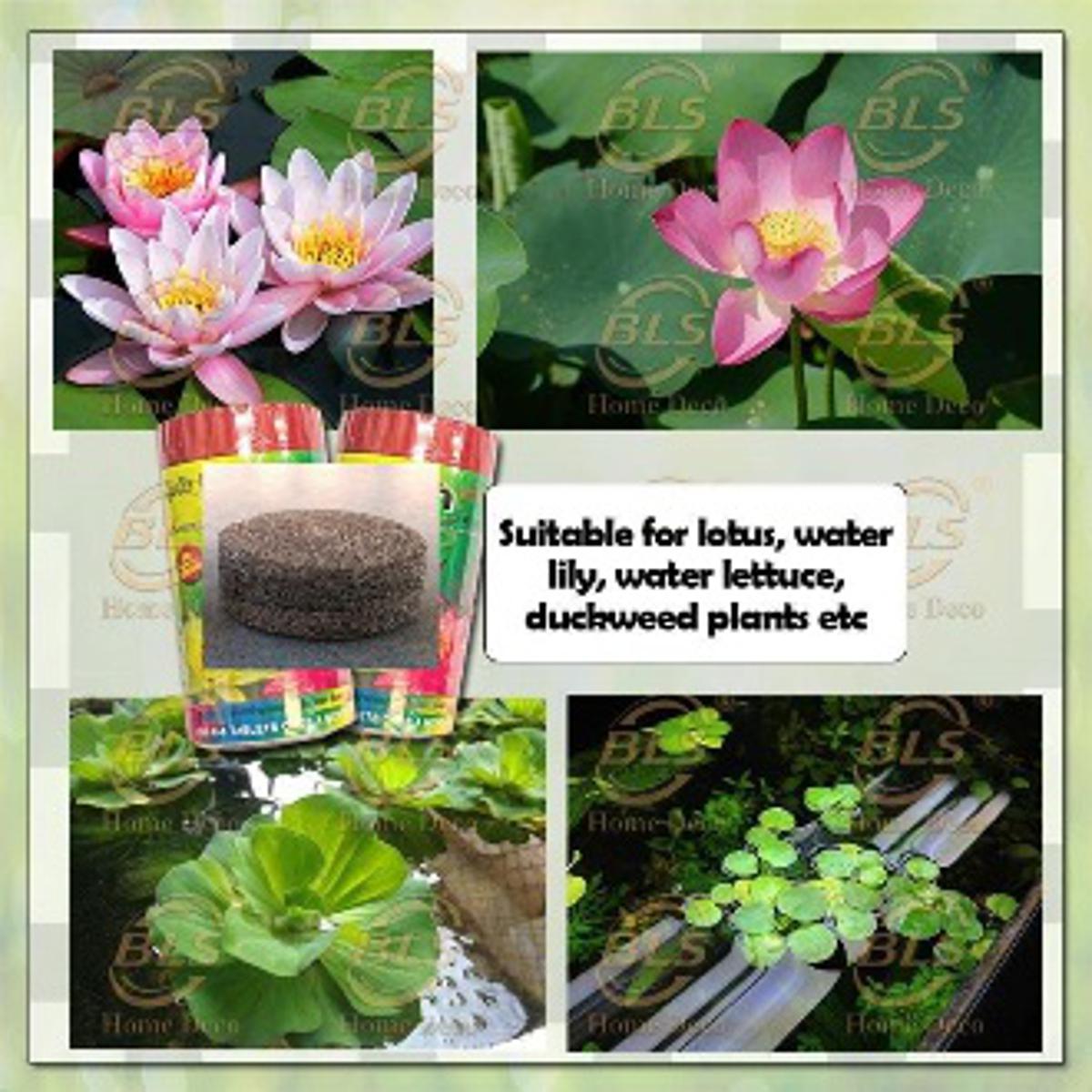Picture of Fertilizer Tablets Lotus Water Lily Aquatic Plant Blossom Bright Colorful Vigor 1 Pcs