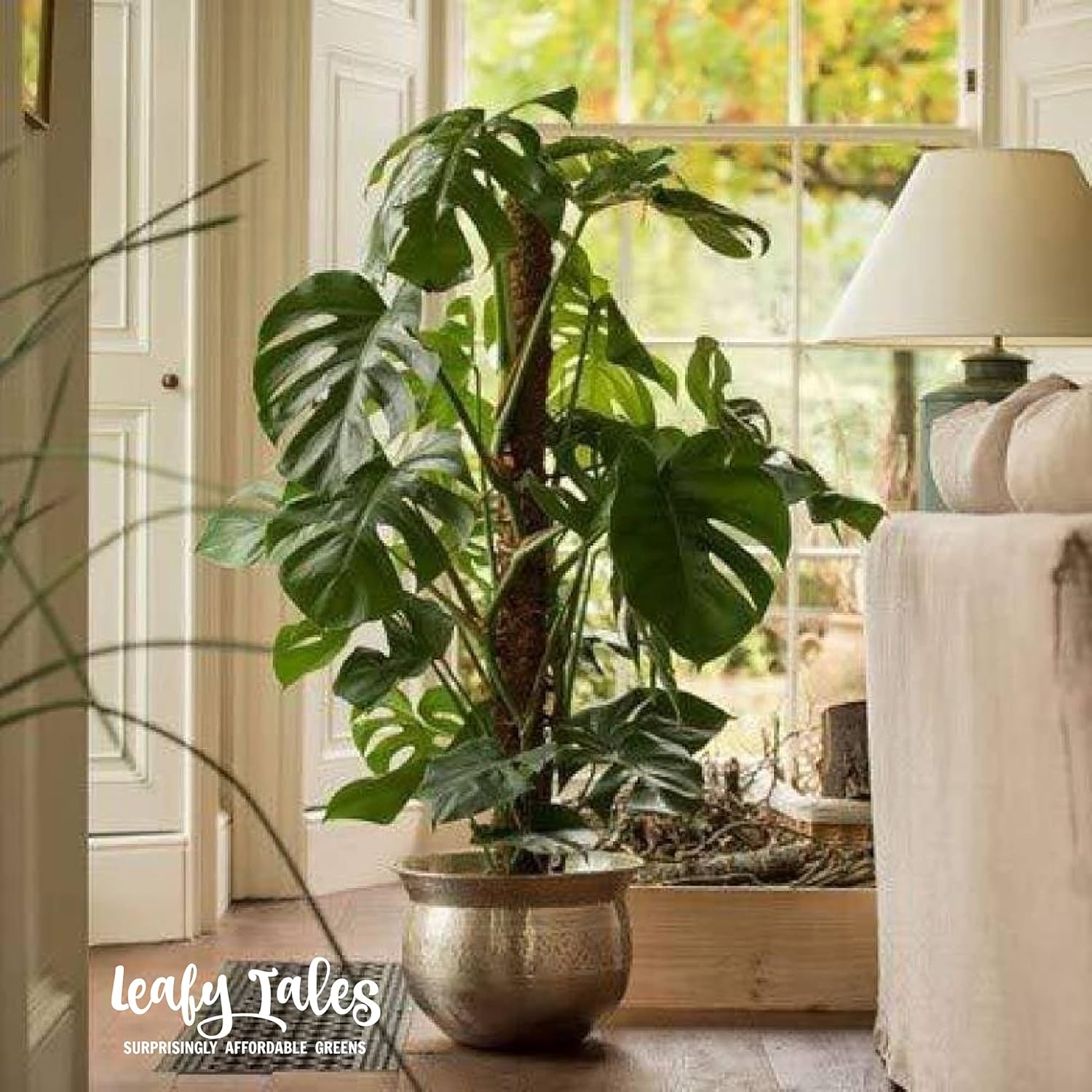 Picture of 15" Coco pole-Coco moss Stick for indoor plant 1 pcs
