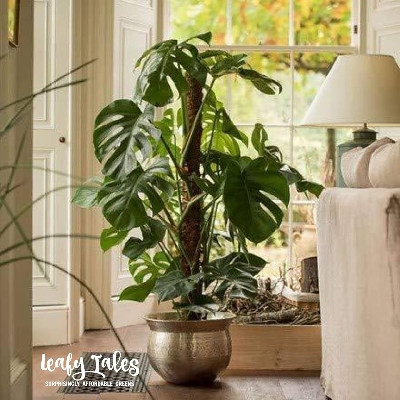 Picture of 15" Coco pole-Coco moss Stick for indoor plant 1 pcs