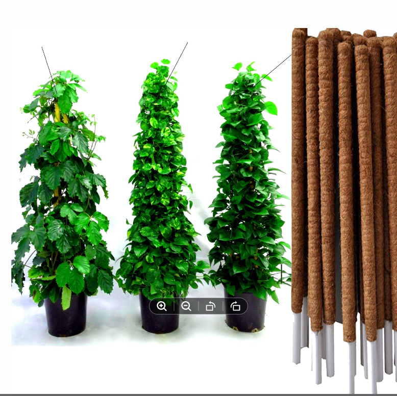 Picture of Coco Pole -indoor plant support 24 Inchi 1 pics