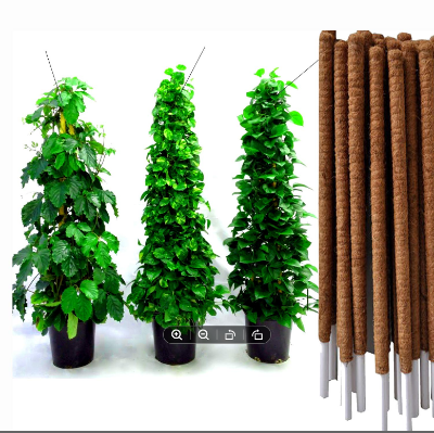 Picture of Coco Pole -indoor plant support 24 Inchi 1 pics